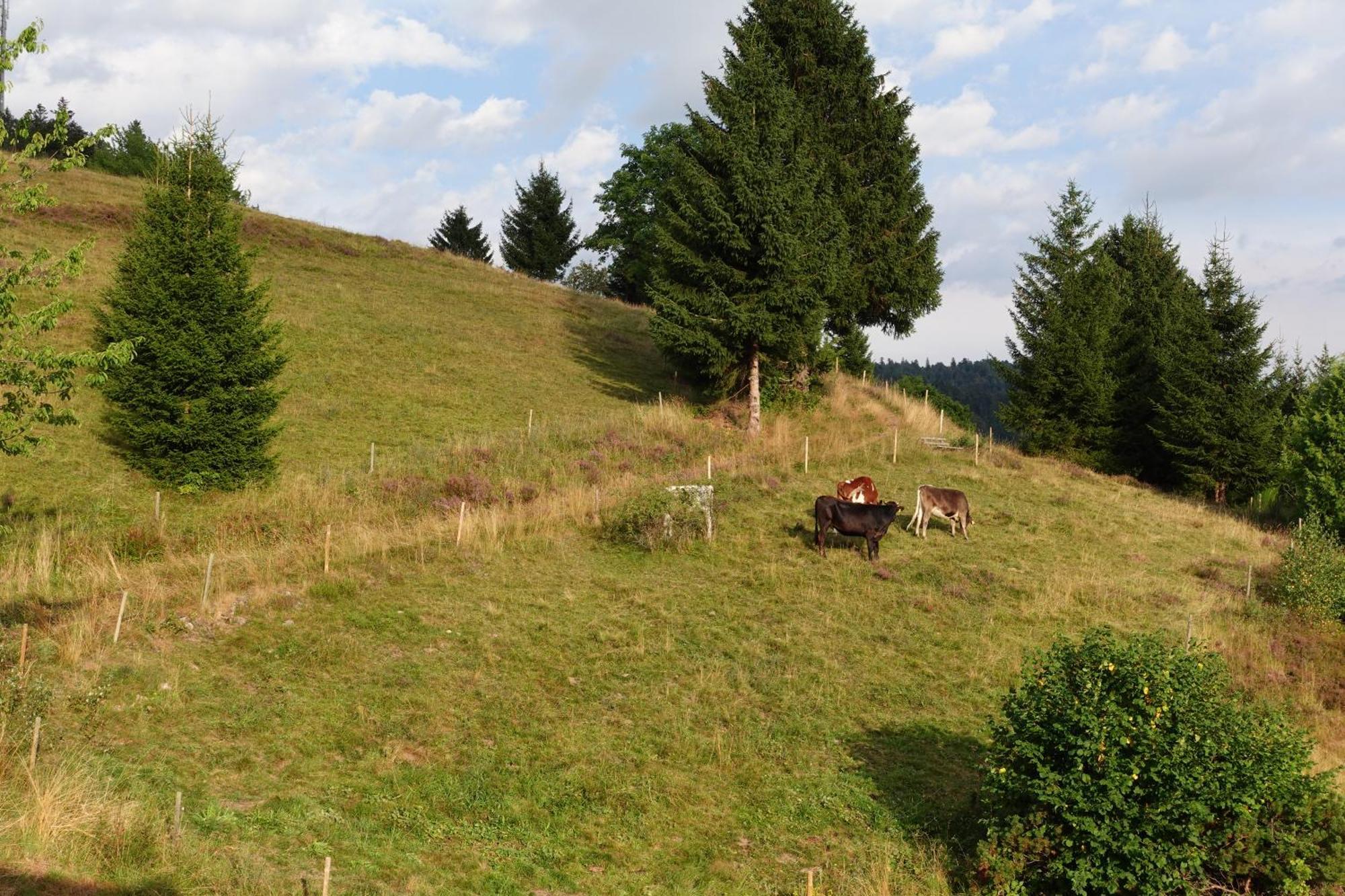 Apartments Amalia - Mit Wlan Und Sky In Traumhafter Lage Todtmoos Oda fotoğraf